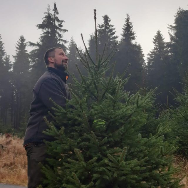 Revírníci v Jizerských horách začali řezat vánoční stromky,  na jablonecké Lesní správě je budou nabízet od 14. prosince | foto: Šárka Škapiková,  Český rozhlas,  Český rozhlas