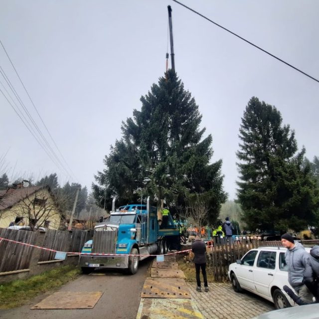 Vánoční strom pro trhy na Staroměstském náměstí v Praze pokáceli v neděli 22. 11. v Dolní Černé Studnici | foto: Šárka Škapiková,  Český rozhlas
