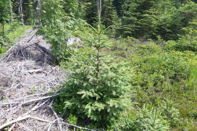 I tenhle krasavec může o Vánocích bydlet u vás | foto: Šárka Škapiková,  Český rozhlas