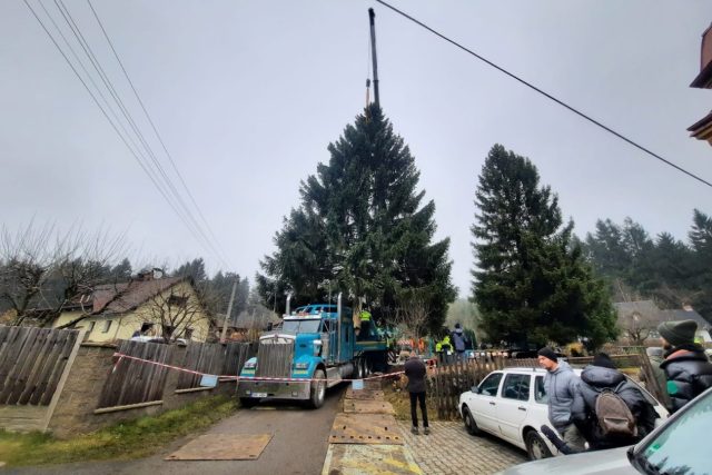 Vánoční strom pro trhy na Staroměstském náměstí v Praze pokáceli v neděli 22. 11. v Dolní Černé Studnici | foto: Šárka Škapiková,  Český rozhlas